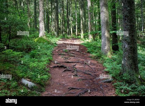 Hiking along a path in the Black Forest, Germany Stock Photo - Alamy