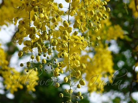 Cassia fistula - Amaltas