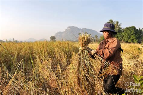 Cambodian worker in rice field | KairosPhotos - Images by Paul Jeffrey