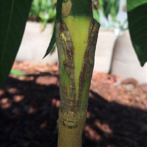 MANGO69: Cleft grafts on new mango trees.