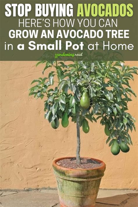 pruning avocado trees to keep them small - Humbled Blogged Pictures Library