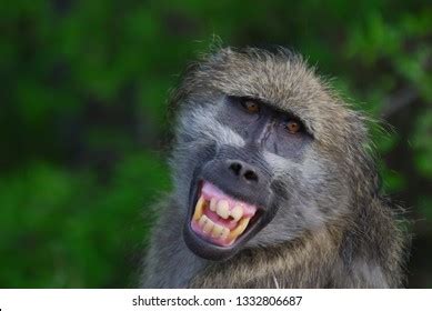 Smiling Baboon Images, Stock Photos & Vectors | Shutterstock