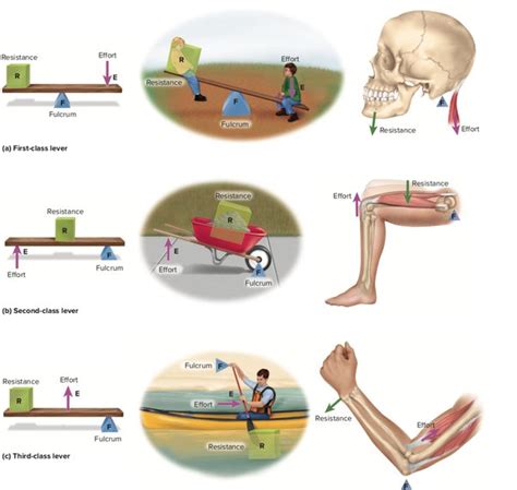 Human Lever System