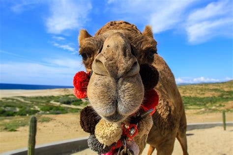 Camel Ride Adventure in Los Cabos