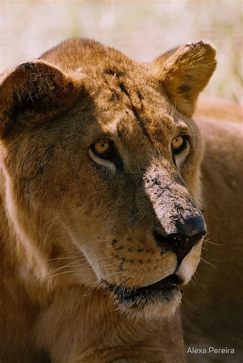 "Male Tsavo Lion" by Alexa Pereira | Redbubble