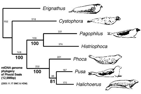 seal, phocid phylogeny, evolution | Sea mammal, Sea animals, Marine mammals