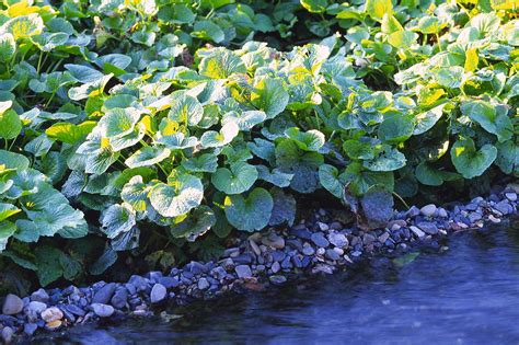 Wasabi Growing In Field | Growing food, Edible landscaping, Wasabi