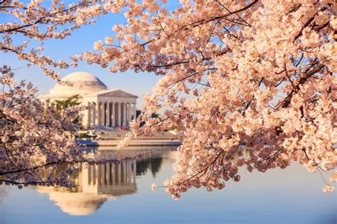 Where to Eat Near the Cherry Blossoms and National Mall - Washingtonian