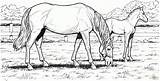 Free Printable Horse Coloring Pages For Adults  Home sketch template