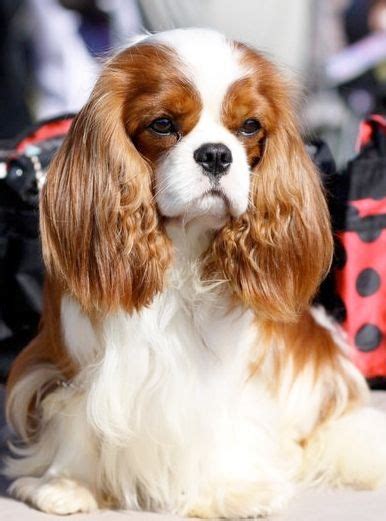 22 King James Cavalier Dogs ideas | cavalier, cavalier king charles spaniel, king charles spaniel