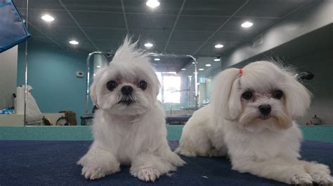 Maltese Dog Groomer New Westminster BC - Designer Dogs Grooming Studio New Westminster Dog ...