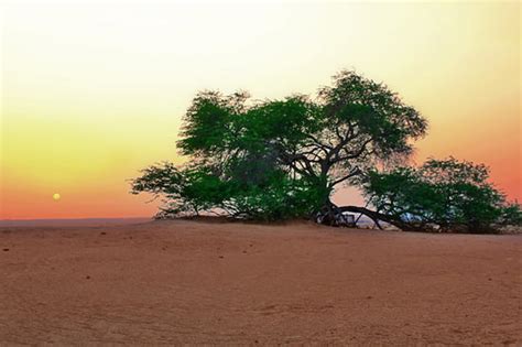 Tree of Life - Bahrain | Photo by: Shady_Myskus - Flickr