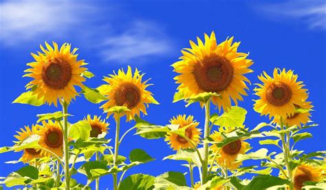 Download Sunflower Wallpaper