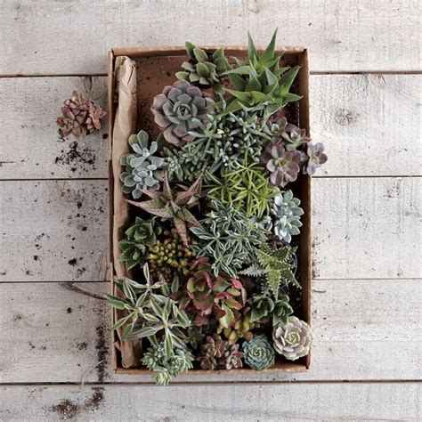 The simplest arrangements can be packed with interest too, like this selection of mini cacti ...