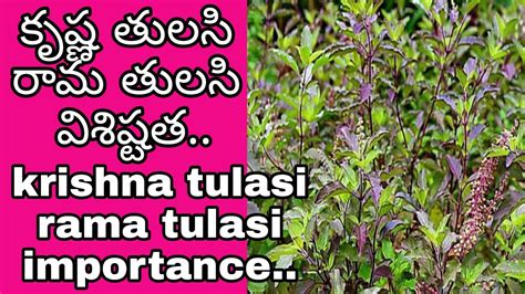 Tulasi tree importance in telugu | God Tree | tulsi mokka benefits - YouTube