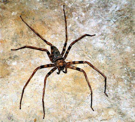 Giant Huntsman Spider