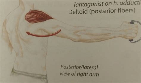 Shoulder Horizontal Abduction | Anatomía