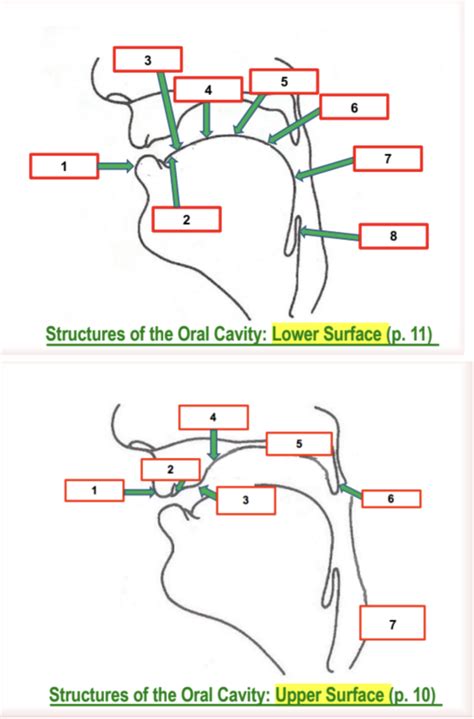 Oral Cavity Anatomy Diagram | Quizlet