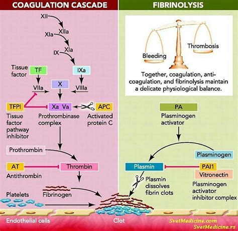 Biology of the Universe (@biologyoftheuniverse) on Instagram: “Coagulation cascade & fibrinoly ...