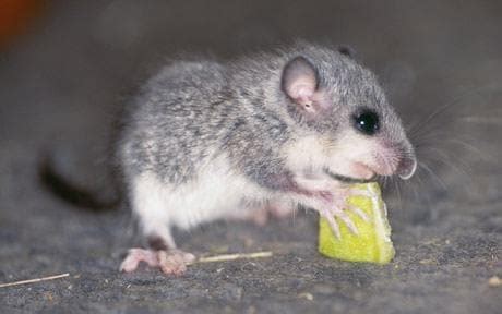 Edible dormouse listed among Britain's great wildlife threats