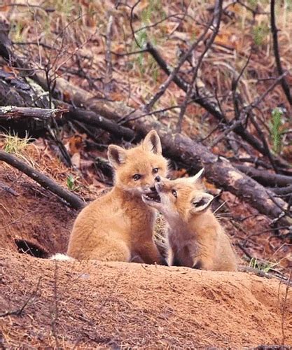 Foxes GIF - Find & Share on GIPHY