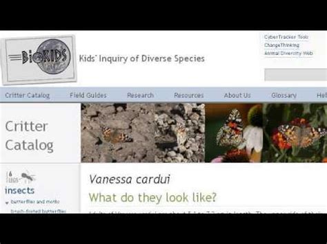 Vanessa Cardui Life Cycle - YouTube