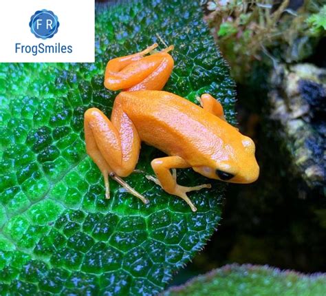 golden mantella - Buy Frogs Online | Buy Toads Online