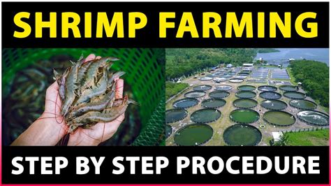 Shrimp Farming | How to start Prawn Farming Business | Step by step ...