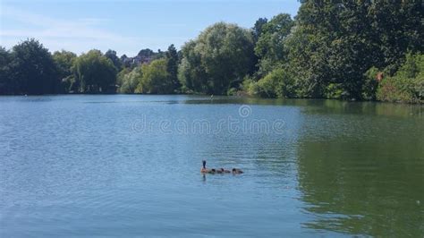 South Norwood Lake stock image. Image of norwood, tranquil - 76951715