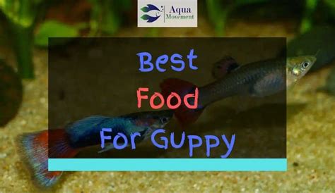 Best Food For Guppy Fish - Top 6 Review | Aqua Movement