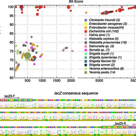 Alignment of lacZ sequences and designing of lacZ3 oligonucleotide ...