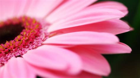 🔥 [50+] Pink Daisy Desktop Wallpapers | WallpaperSafari