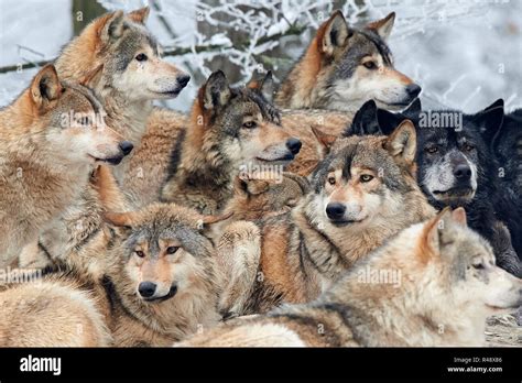 wolf pack in winter Stock Photo - Alamy