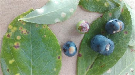 Leaf Diseases of Blueberry | NC State Extension Publications