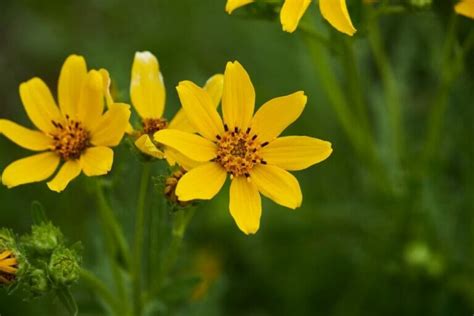 40 Native Texas Flowers and Wildflowers - Petal Republic