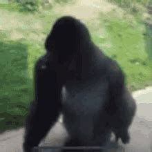 Close Gorilla Encounter Discord Emojis - Close Gorilla Encounter Emojis For Discord