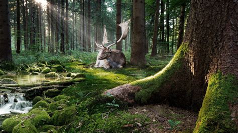 Woodland Animals Wallpaper (32+ images)