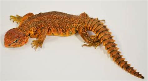 Red Nigerian Uromastyx for sale