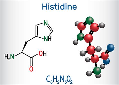 Histidine Amino Acid Molecule It Is Used In The Biosynthesis Of Proteins Structural Chemical ...