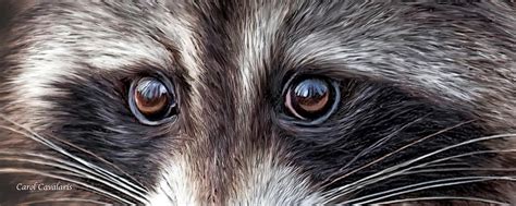 Wild Eyes - Raccoon Mixed Media by Carol Cavalaris