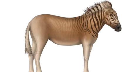 The Extinct Zebra: Discover the Story of the Quagga - A-Z Animals