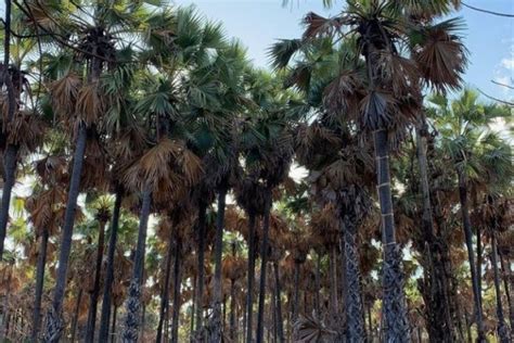 Mengenal Lontar, Flora Identitas Sulawesi Selatan