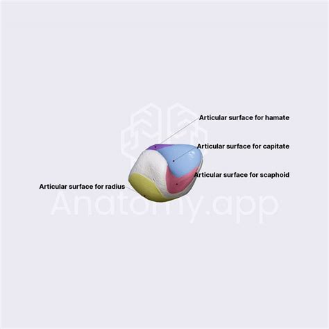 Lunate | Skeleton of the upper limb | Upper Extremity | Anatomy.app | Learn anatomy | 3D models ...