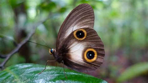 Butterfly eyespots reuse genetic code for legs, wings, and antennae ...