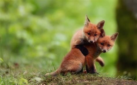 cute-baby-foxes-wallpaper-39764 | Way Cool Pictures