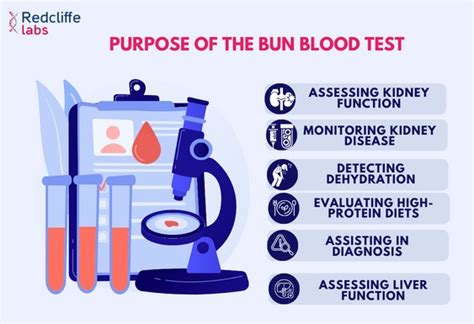 Blood Urea Nitrogen (BUN) Test: Price, Purpose, & Results 2024