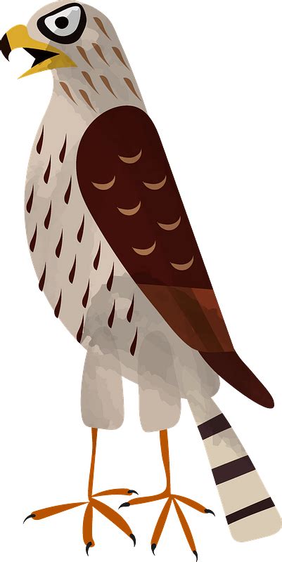 Hawk clipart. Free download transparent .PNG | Creazilla