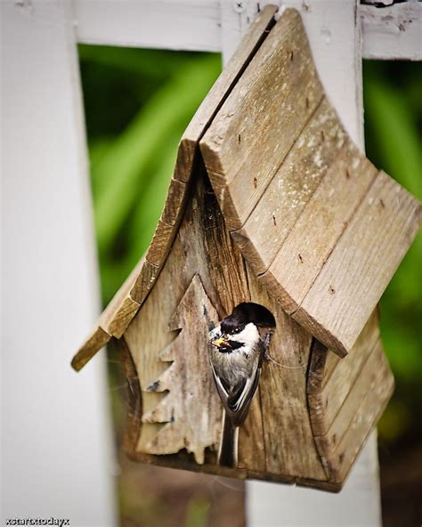 Chickadee Birdhouse 2 | Bird house kits, Bird house, Diy bird feeder