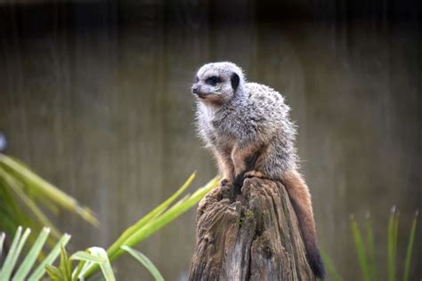 Mongoose vs Meerkat: 5 Key Differences - A-Z Animals