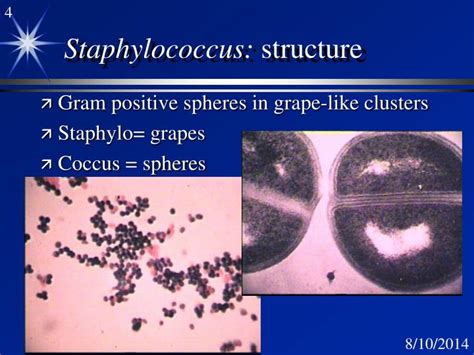 PPT - Staphylococcus PowerPoint Presentation - ID:3126904